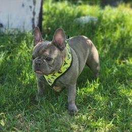 Briee - Brindle female French Bulldog puppy in San Antonio, Texas from Chary's Elite Frenchies