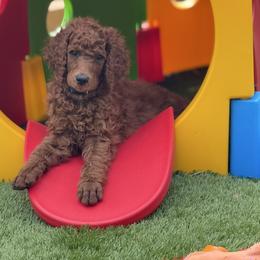 Paris - Red  male Poodle puppy in Mount Vernon, Illinois from AMC Poodles