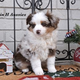 Ty - Red merle male Miniature Australian Shepherd puppy in Russellville, Arkansas from Rockin H Aussies