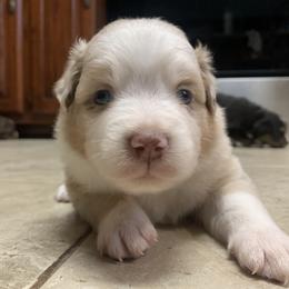 Red Merle Boy - Red merle male Miniature American Shepherd puppy in Meadows Of Dan, Virginia from Nashira