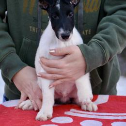 Boy 2 - male Smooth Fox Terrier puppy in Iowa from Misty Hollow