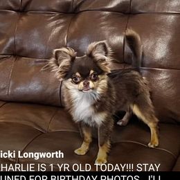 Charlie - Chihuahua
