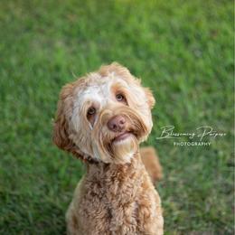 Max - Australian Labradoodle