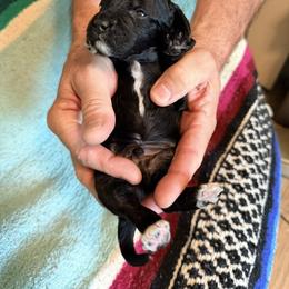 Carney - Black male Poodle puppy in Bakersfield, California from Jewells Poodles
