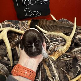 German Shorthaired Pointer Puppies from Ellis kennels