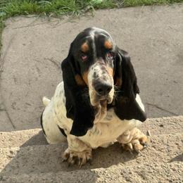 Basset Hound puppies from Valley Bassets & Dachshunds
