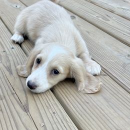 Boy 3 - Dachshund puppy in Newton, Mississippi from KP Dachshunds