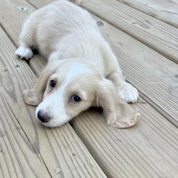 Boy 3 - Dachshund puppy in Newton, Mississippi from KP Dachshunds
