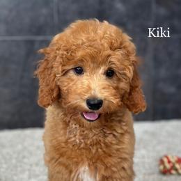 Kiki - Apricot female Goldendoodle puppy in Milford, Indiana from Railway Acres Kennel