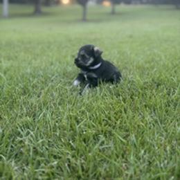 Miniature Schnauzer Puppies from Rebecca LeBoeuf