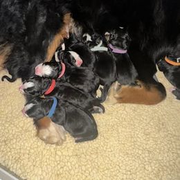 Bernese Mountain Dog Puppies from Midnight Bernese Mountain Dogs