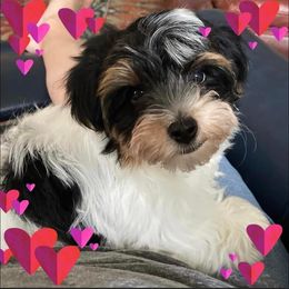 Assorted Doodle Crosses, Double Doodle, Maltipoo, Morkie, and Yorkipoo Puppies from Danza Bolo