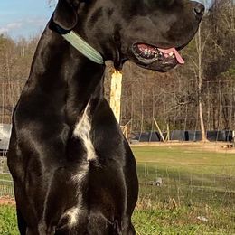 Great Danes from Big Paw Great Danes