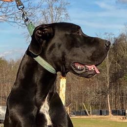 Great Danes from Big Paw Great Danes
