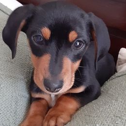 Dachshunds from Efferson's Little Weiners