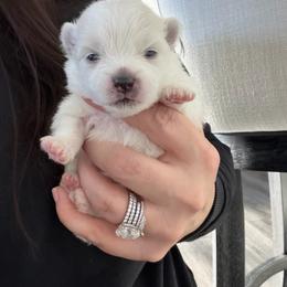 White B - White female Pomeranian puppy in Cheektowaga, New York from Luxe Legacy Pomeranians