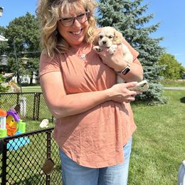 Cocker Spaniel Puppies from Cockers of Country Lane