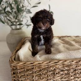 ESPRESSO - Chocolate male Goldendoodle puppy in Ivins Utah, Utah from Luxi Paws Doodles