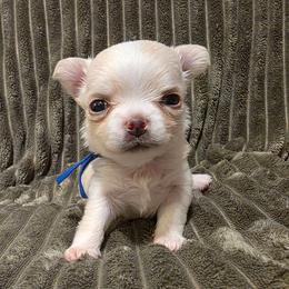 Biscotti - Cream and white male Chihuahua puppy in Jacksonville, Florida from Precious Paws of Florida - Chihuahuas