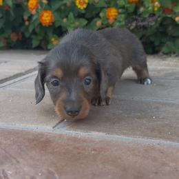 Fawn - Fawn (isabella) and tan female Dachshund puppy in Glendale, Arizona from Collier Dachshunds