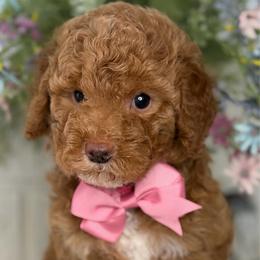 Izzy - Cream female Goldendoodle puppy in Yuciapa, California from AlltheDoodlez_