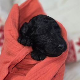 Red Bull - Black female Poodle puppy in Springfield, Oregon from Valaurah Farms