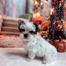 Boy 2500 - Parti male Yorkshire Terrier puppy in Nicholls, Georgia from Southeast Biewers