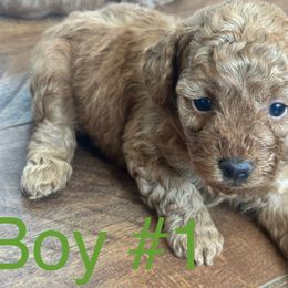 Boy 1 - Red  male Poodle puppy in South Dakota from Continental Cavaliers