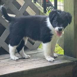 NOELLE - Black and white female Border Collie puppy in New Bern, North Carolina from New Bern Border Collies