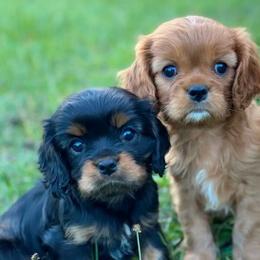 Cavalier King Charles Spaniels and Cavapoos from God Speed Paws