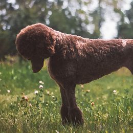 Poodles from Kettle Cove Standard Poodles