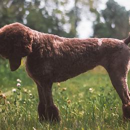Poodles from Kettle Cove Standard Poodles
