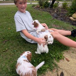 Cavapoo Puppies from Crystal Coast Cavapoodles
