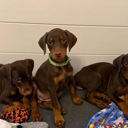 Light green Female - Red and rust female Doberman Pinscher puppy in Madison, Indiana from Jensen Dobermans and Dachshunds