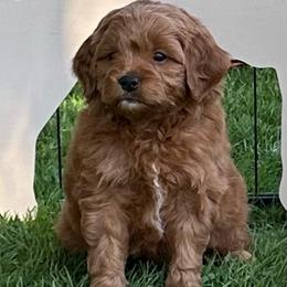 Body (brown collar) - Red  male Goldendoodle puppy in Jonesville, Michigan from Whispering Pines Doodles