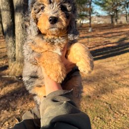 Cookies N Creme - Bernedoodle puppy from PoodlelyDoodlely