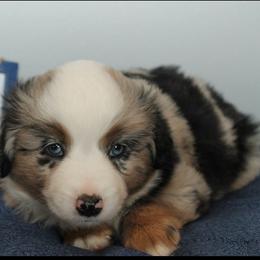 Justice - Blue merle female Miniature Australian Shepherd puppy in Kissee Mills, Missouri from Clinkenbeard Kennel