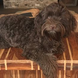 Sasha - Australian Labradoodle