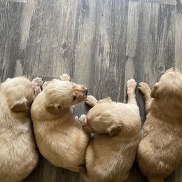 Golden Retriever Puppies from Hearth & Homestead