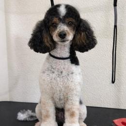 Valentina - Poodle