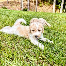 Goldendoodle Puppies from Magnolia Doodles of Southern Miss