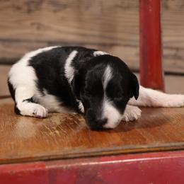 Bella - Black female Whoodle puppy in West Bend, Iowa from Blue Skies Terriers