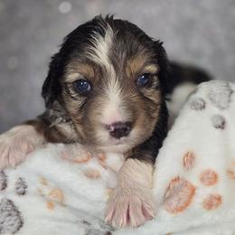 Cappuccino - Blue male Companion Cross puppy in Decatur, Illinois from Petite Pups