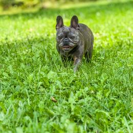 French Bulldog Puppies from Kismet French Bulldogs