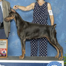 Doberman Pinschers and Miniature Bull Terriers from Protea Kennel