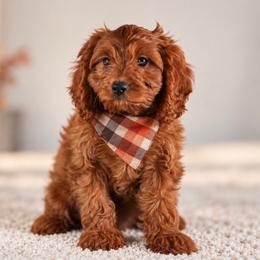 Bogart - Red male Cavapoo puppy in Caldwell, Idaho from Boise Doodle Co.