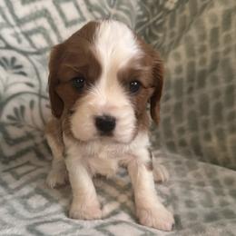 Willow - Blenheim female Cavalier King Charles Spaniel puppy in Romney, West Virginia from The Cozy Cavaliers