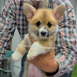 Ginger Little male - Red male Pembroke Welsh Corgi puppy in Franklin, Indiana from 4 Sail Quarter Horses and Hounds