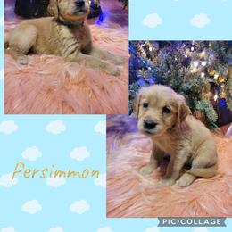 Persimmon - Dark golden female Golden Retriever puppy in Greensburg, Kentucky from Southern Springs Goldens