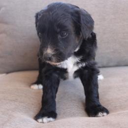 Aussiedoodle, Goldendoodle, and Labradoodle Puppies from Loving Doodle